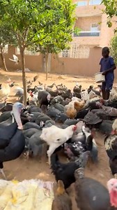 566K views · 16K reactions | Le plus grand plaisir d’un éleveur de Basse-cour…❤️ | Chériif Ousseynou LaAye | Facebook