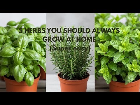 5 Herbs You Should ALWAYS Grow at Home Super Easy