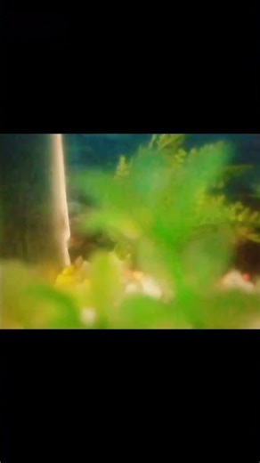 When glofish turn into neon lights🐠 #AquariumLife#GloFish #AquariumReels