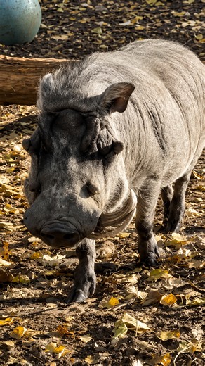 Massive warthog commands attention with heavy tusks