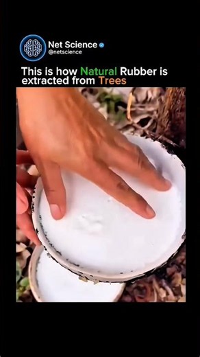 How Natural Rubber Is Harvested 🌳