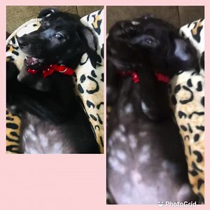 16 shares | Hola amigos soy Marvelita La perrita mestiza, negrita ,...