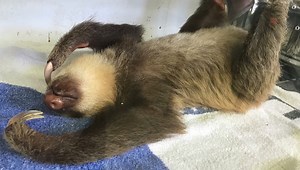 21K views · 7K reactions | Eat, play, sleep and repeat. Sloths may...