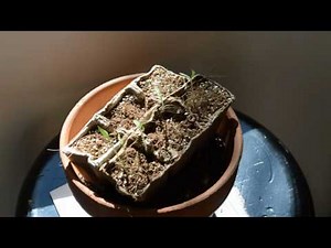 Giant Tree Tomato As Seen On TV Review Update