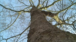 Disease threatens to wipe out London's plane trees