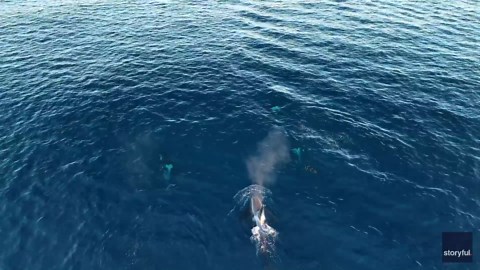 Drone footage captures encounter with orca family off Los Angeles suburb