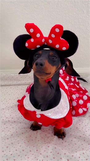 91K views · 2.3K reactions | Happy Holiday fun…Happy November旅 Happy Tree putting up day, happy weekend, happy happy day  I LOVE YOU  #iloveyou # | Emily Johnson | Facebook