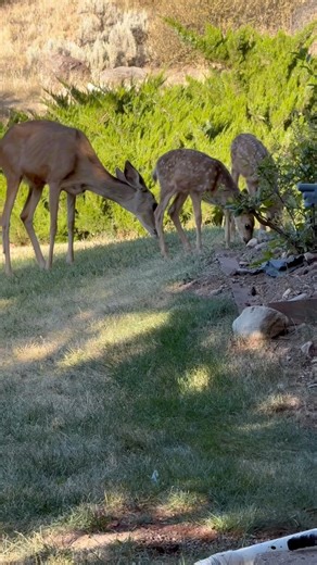 Colorado Parks and Wildlife - Durango will be hosting a "Living with Wildlife" lecture series on Monday, August 18, from 6 to 7:30 pm at the Durango Public Library. This month's lecture will focus on living with deer, elk, and moose. This is part of a four-part series aimed at helping residents reduce human-wildlife conflict. | City of Durango - Government