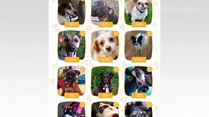 National Dog Day: Help Your Best Friend!