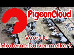PIGEONCLOUD, The FUTURE of the Modern Pigeon Breeder?