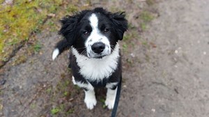 „Das ist eine Mischung, mein lieber Scholli“: Welpe Lu sucht ein Zuhause