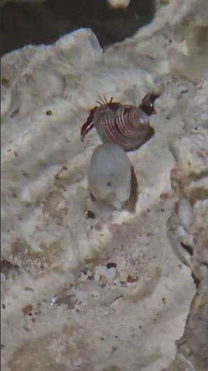 Adorable Hermit Crab in the Tide Pools! 🐚🦀 So Tiny, So Curious!