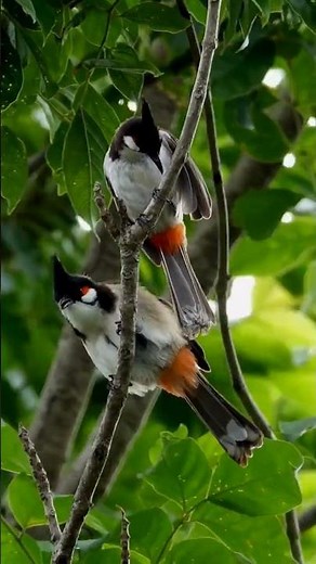 surah al zumar urdu translation #quran translation