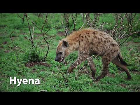Spotted Hyena Sounds