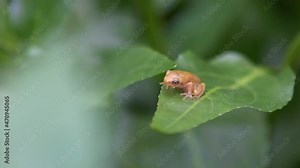 Slow motion of tiny baby frog rest on vegetable leaves. Asian Taipei Hyla Chinensis tadpole is sitting, just metamorphosed. A little Chinese green tree toad stay on leaf in Taiwan.-Dan
