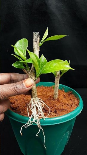 Amazing method to growing crape jasmine flower plant | Quick & Effective hack in this video