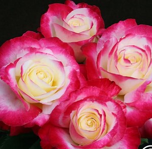 Double Delight Rose - Hard to Find! - A Classic Beauty With a Twist! - Etsy