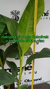 🎁 Získajte banánovník ZADARMO! https://www.okrasnecibuloviny.sk/product/mrazuvzdorny-bananovnik-musa-skkimensis-ever-red/ Objednajte si akékoľvek rastliny alebo cibuľky v hodnote 38 € a viac a do poznámky v košíku napíšte „Banan“ 🍌 Ako darček od nás získate exotický banánovník Musa sikkimensis ‘Ever Red’ úplne GRÁTIS! Nezmeškajte – len do vypredania zásob! 🌱 | Kvety a trvalky