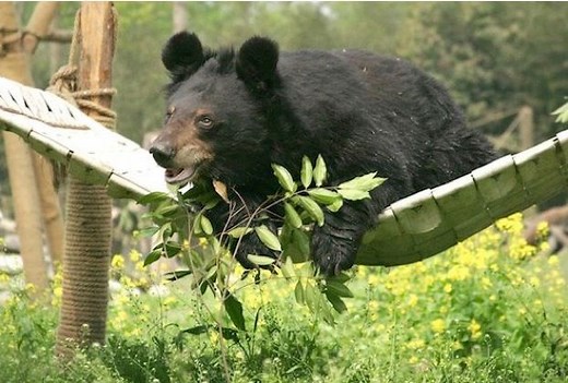 How is bile extracted from bears? | Discover Wildlife