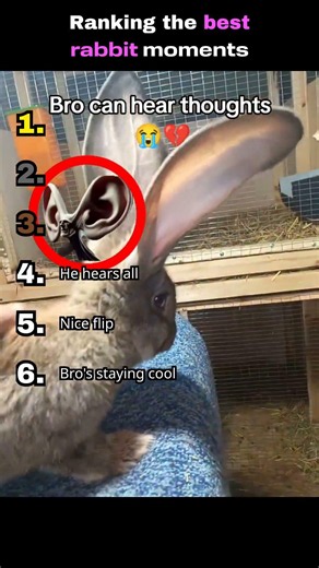 Ranking the best rabbit moments
