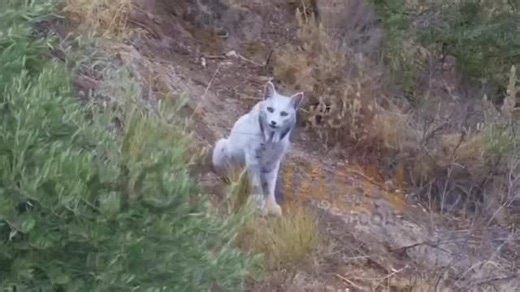 Breaking911 | A photographer in southern Spain captured what is believed to be the first-ever white Iberian lynx, a leucistic big cat so rare it seems... | Instagram