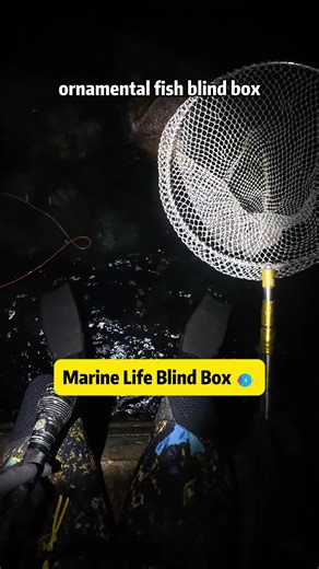 Marine Life Blind Box 🐠 Whatever I Catch, You See Today was a real-life ornamental fish blind box. The water was crystal clear, and a fan booked a full hour to see what ocean surprises we'd uncover. No script, no guarantees - whatever shows up underwater is what you get. Not long after jumping in, I spotted a rare and beautiful ribbed butterflyfish hiding near the rocks. Then came the longnose hawkfish - small, derpy, and surprisingly calm, just waiting to be caught. Some went deep into rock ca