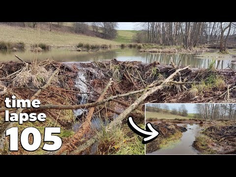 Manual Beaver Dam Removal No.105 - Time-Lapse Version