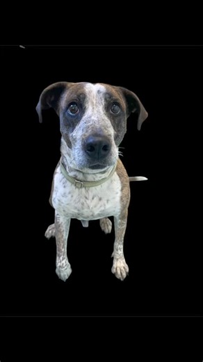 🚨🚨🚨URGENT❗️ HERO NEEDED🚨🚨🚨 SHARING MALACHI AGAIN!!! Malachi is failing fast at the shelter after 8 months of residing here with no family. 😢 Malachi came to us in February with his partner who has been adopted. He is now approaching 10 years old and oh so incredibly unhappy. No dog should live in a kennel, especially at 9-10 years old. 🥺 No pet deserves what he was handed after a lifetime of loyalty. 💔 Adopting an adult dog is skipping to the best part. Malachi is housebroken and really
