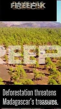 Madagascar: 7 Amazing Facts About the Island of Lemurs & Baobabs #madagascar #africa