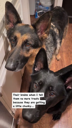 A VERY BIG German shepherd! #germanshepherd #germanshepherdpuppy #germanshepherdsofinstagram #germanshepherdpuppies #reels #reelsvideos #reelsviralfb #gsd #gsdofinstagram | Zeus and Luna