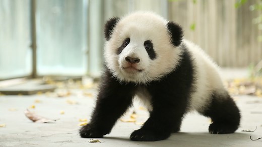 Remember to take out the camera when you are chased by a baby panda, so that you can capture a cute panda runner running like the wind. #PandaTheatre #BestJobInTheWorld | iPanda