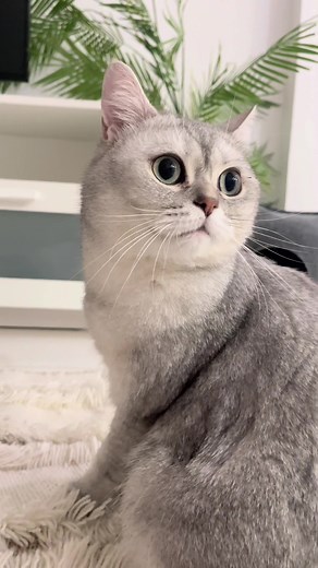 Meet my family 😂😂 #cat #catsoftiktok #قطط #fyp #fypシ #الشعب_الصيني_ماله_حل😂😂 #الامارات_العربية_المتحده🇦🇪 #abudhabi #أبوظبي