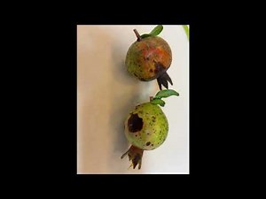 Pomegranate Disease: A Conversation with an Expert Gardener