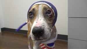 Riona the Dog, set on fire by her owner in June, will have innovative surgery to help heal her skin