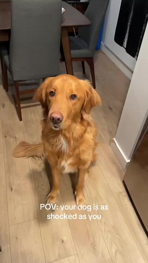 Dog's Hilarious Reaction to Missing Treats