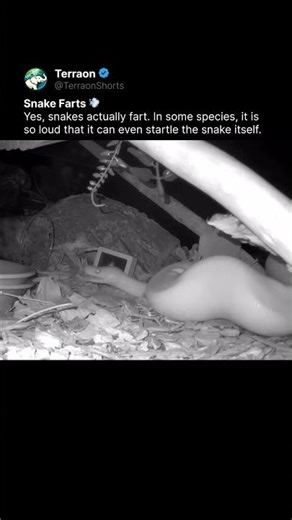 A very loud snake fart 🔊