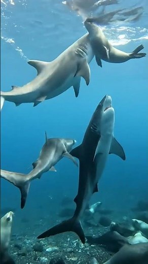 Sharks of the Deep | Marine Ocean Life Documentary Channel