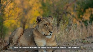 10 Vital Lion Conservation Projects Saving Africas Big Cats
