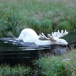 8.2M views · 238K reactions | Man searching for rare moose finally spots one after three years!  | Furry Tails | Facebook