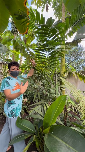 #gardenispiration palmera plant garden inspiration #garden #plantbased #tips #luckycharm #LuckyPlants | Mark of the Jungle Plants