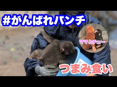 パンチくん、バケツの中の食べ物をつまみ食い 2026.02.27前編 市川市動植物園 #がんばれパンチ