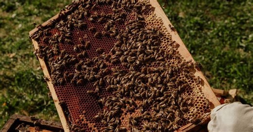 Bizzy Bee: New Charlotte business out to help the honeybees