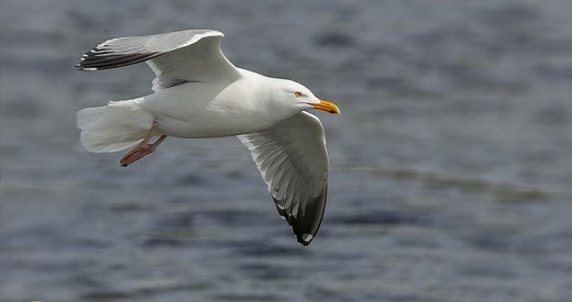 American Herring Gull Overview, All About Birds, Cornell Lab of Ornithology