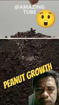 Peanut Growth Timelapse | Days 1-4 🌱✨ #gardening #garden #plants #berkebun