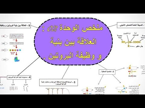 خريطة ذهنية 🕸️ للوحدة 2 : العلاقة بين بنية و وظيفة البروتين 🎯 .