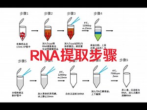 RNA提取详细步骤