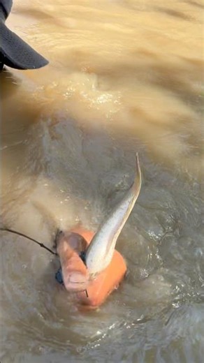 Head almost tail, small hammerhead fish, stream fishing, casting net, jigging net #fishing