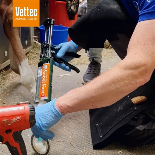 Vettec Super Fast and the Ibex Babi-Cuffs make a perfect combination when working on deformities in foals. The SuperFast is ideal for the fast application of the Babi-Cuffs. This glue sets in 30 seconds and is weight bearing in 2 to 3 minutes. Ideal for impatient foals to get the glue-on cuff effectively on. These Ibex Babi-Cuff are designed to help correct flexural deformities in foals and young horses. Contracted or collapsed tendons, valgus deviations and medial/lateral hoof growth deformitie