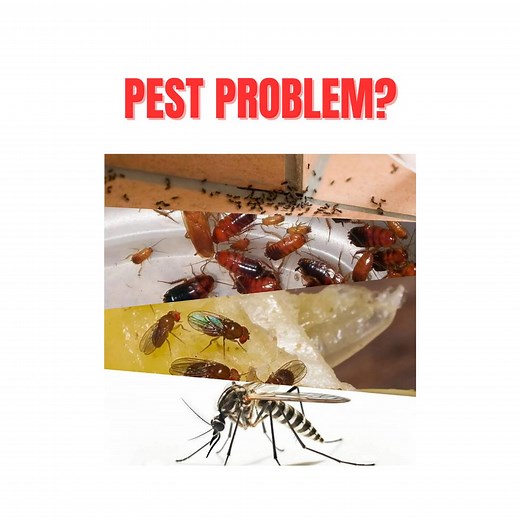 83 shares · 3 comments | Got Pest Problem? Don't Hesitate, Contact Us...
