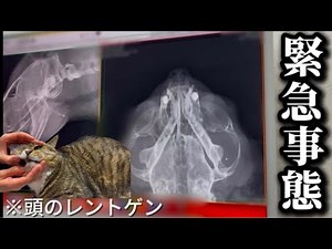 【緊急】ほたて君が病院に搬送されました